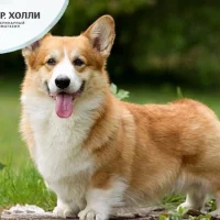 Ветеринарный зоомагазин Доктор Холли на улице Конева Фото 2 на проекте VetSpravka.ru Ветеринарный зоомагазин Доктор Холли на улице Конева Фото 2 на проекте VetSpravka.ru